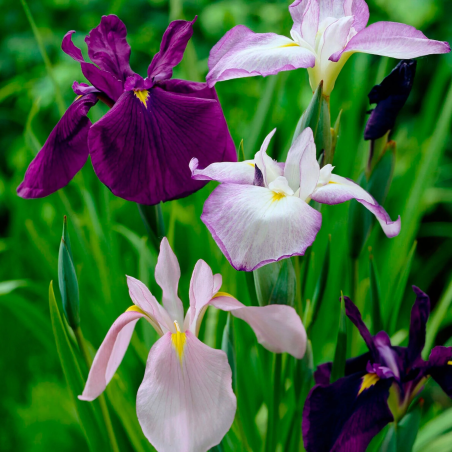 Iris ensata  -  Írisz mix