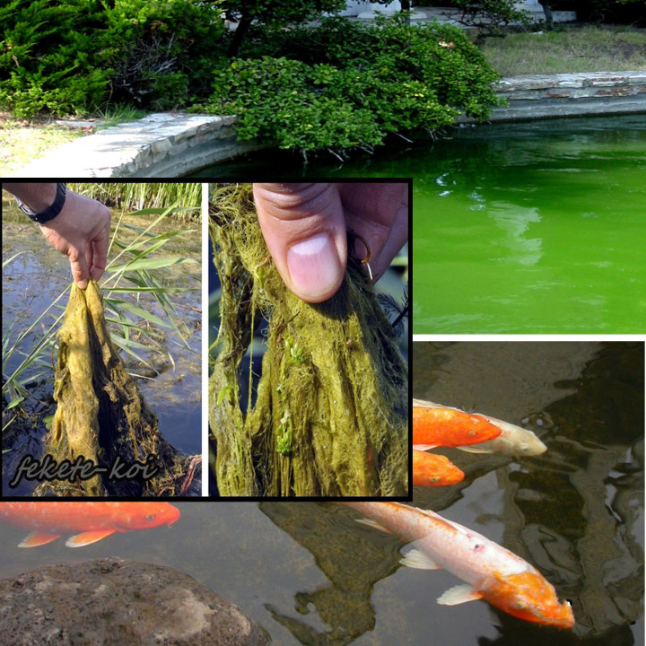 Home pond Attack pond (3000g) - soluție contra alge filamentoase