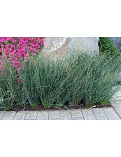 Juncus inflexus 'blue arrows'
