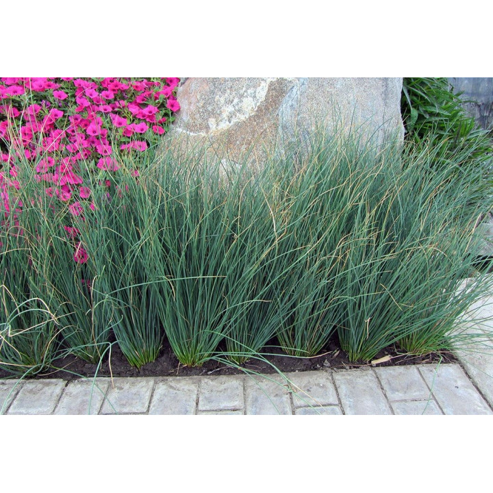 Juncus inflexus 'blue arrows'