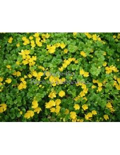 Lysimachia nummularia