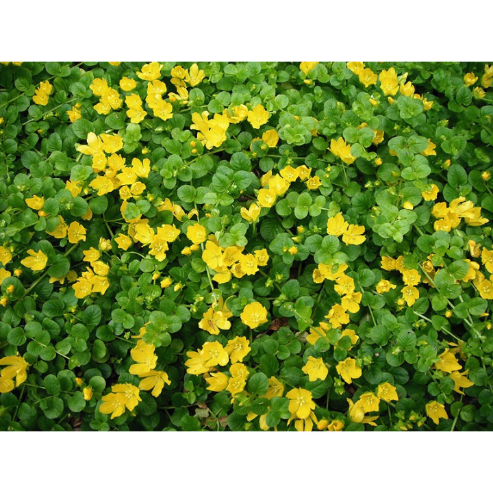 Lysimachia nummularia