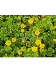 Lysimachia nummularia