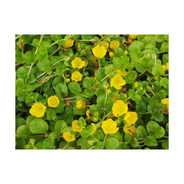 Lysimachia nummularia