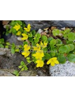 Lysimachia nummularia