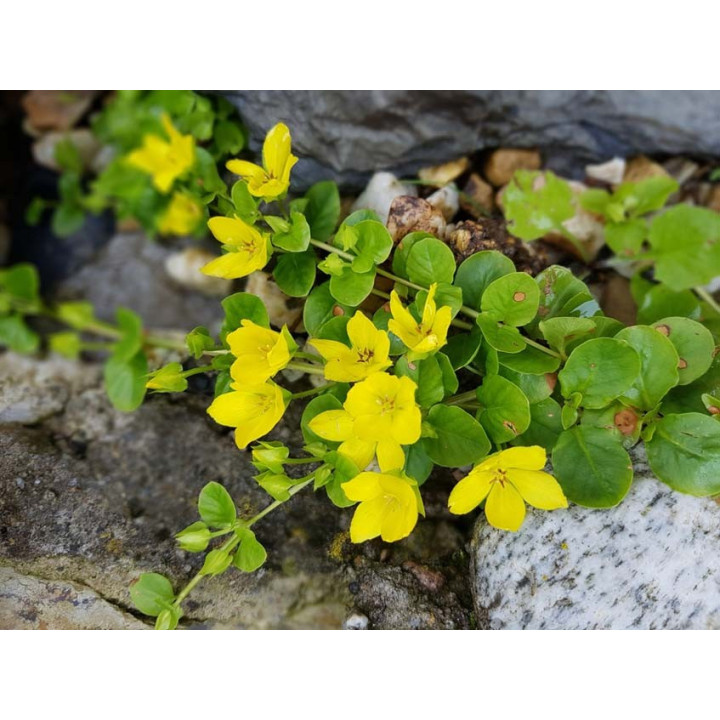 Lysimachia nummularia