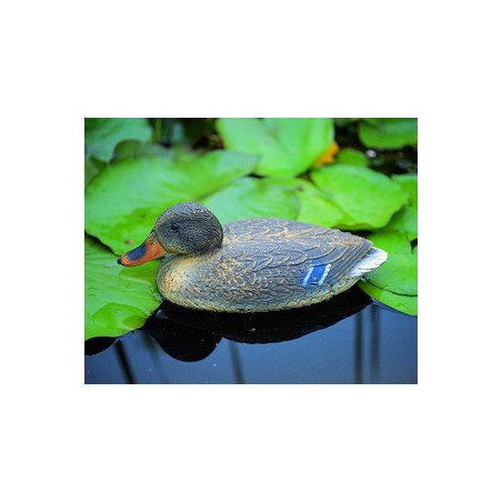 Rata salbatica femela, 40cm