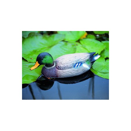 Rata salbatica mascul, 40cm