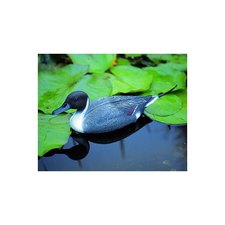 Rata coada de sageata 48cm