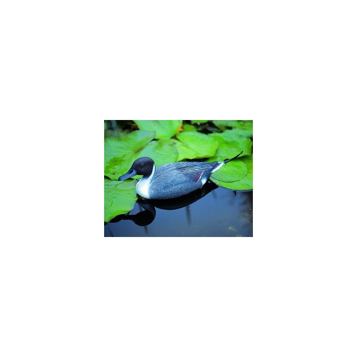 Rata coada de sageata 48cm