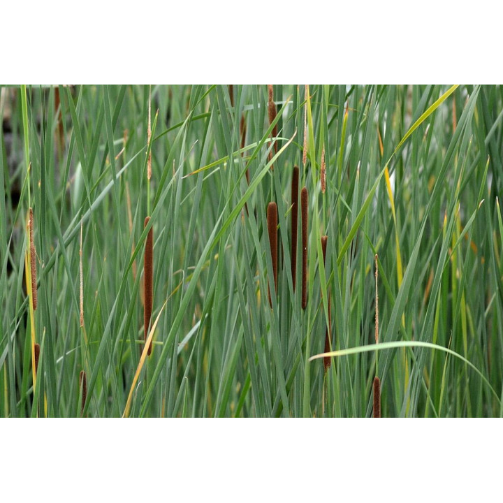 Typha angustifolia