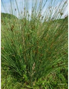 Juncus inflexus