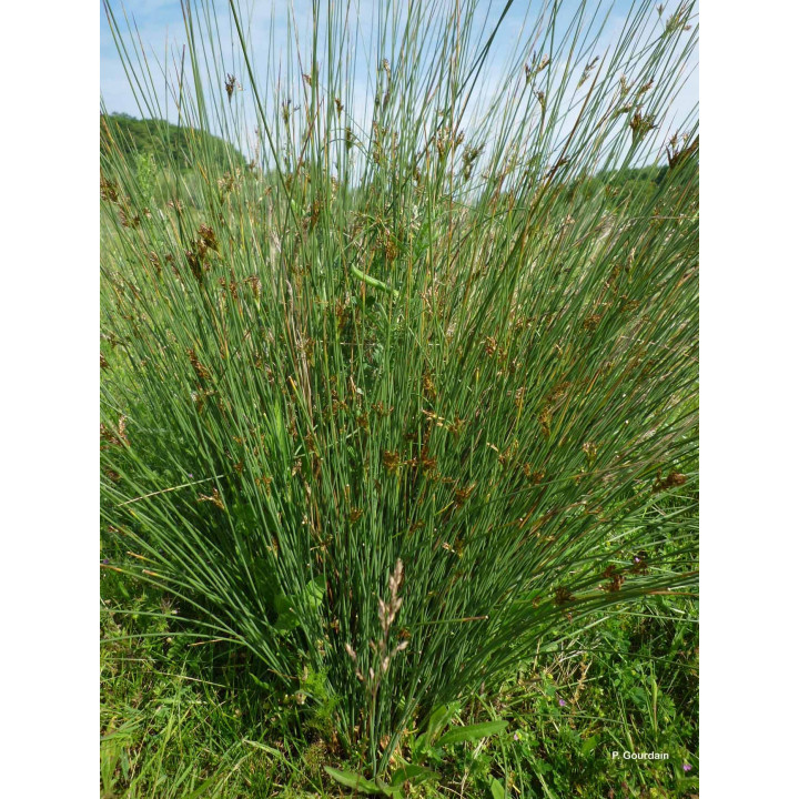 Juncus inflexus