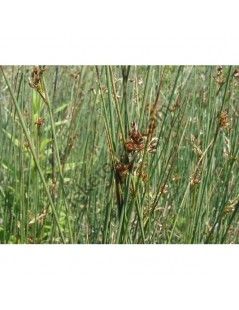 Juncus inflexus