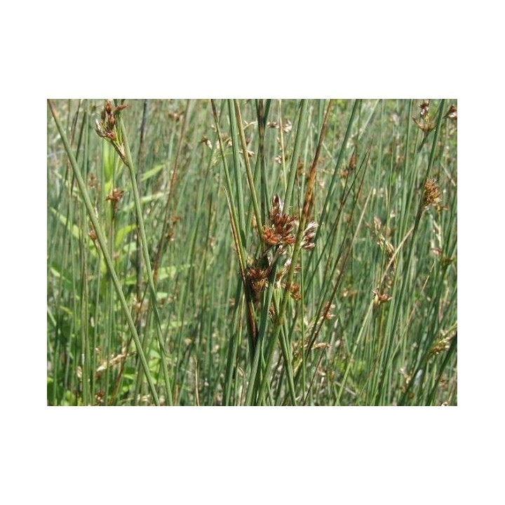 Juncus inflexus