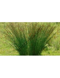 Juncus inflexus