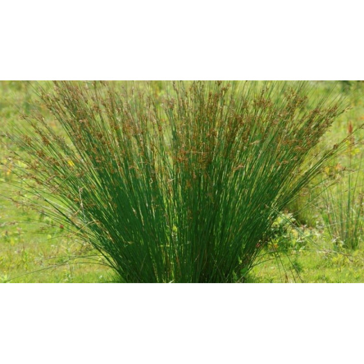 Juncus inflexus