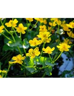 Caltha-palustris  Mocsári Gólyahír | fekete-koi.com