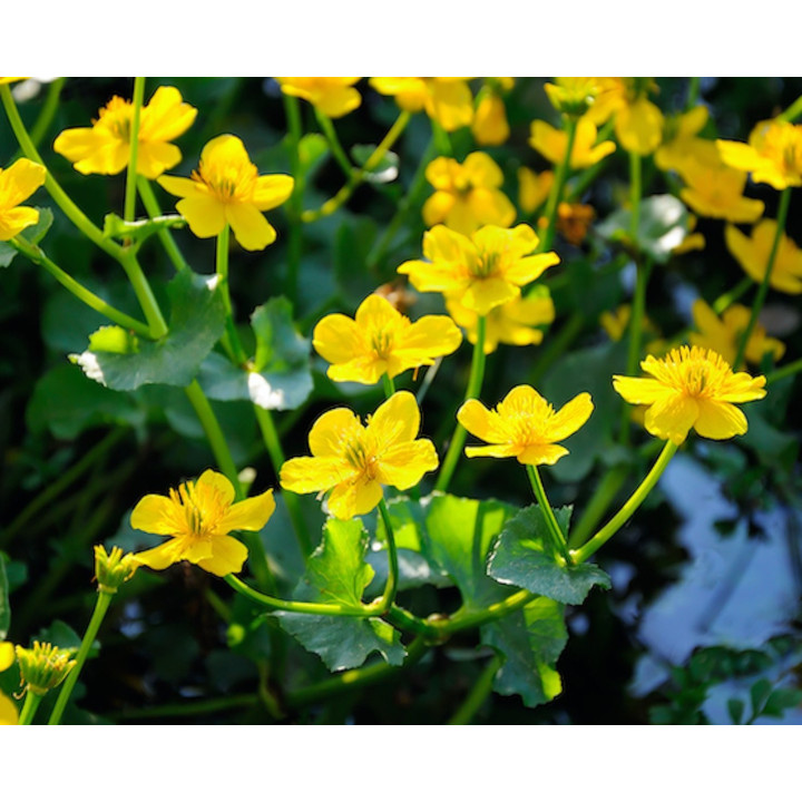 Caltha-palustris  Mocsári Gólyahír | fekete-koi.com
