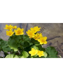 Caltha-palustris  Mocsári Gólyahír | fekete-koi.com
