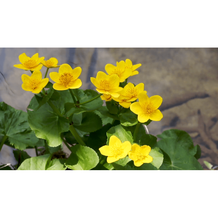 Caltha-palustris  Mocsári Gólyahír | fekete-koi.com