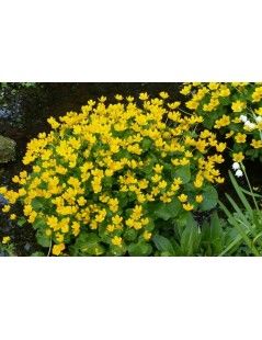 Caltha-palustris  Mocsári Gólyahír | fekete-koi.com