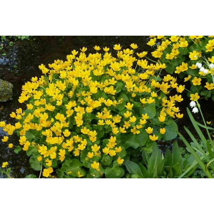 Caltha-palustris  Mocsári Gólyahír | fekete-koi.com