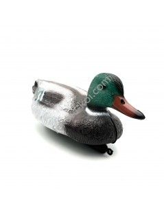 Rata salbatica mascul, 40cm