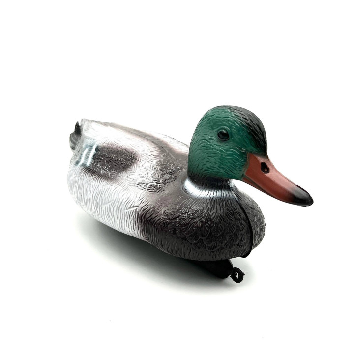 Rata salbatica mascul, 40cm