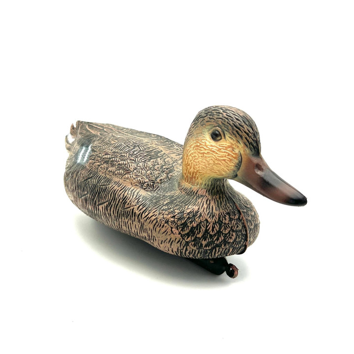 Rata salbatica mascul, 40cm