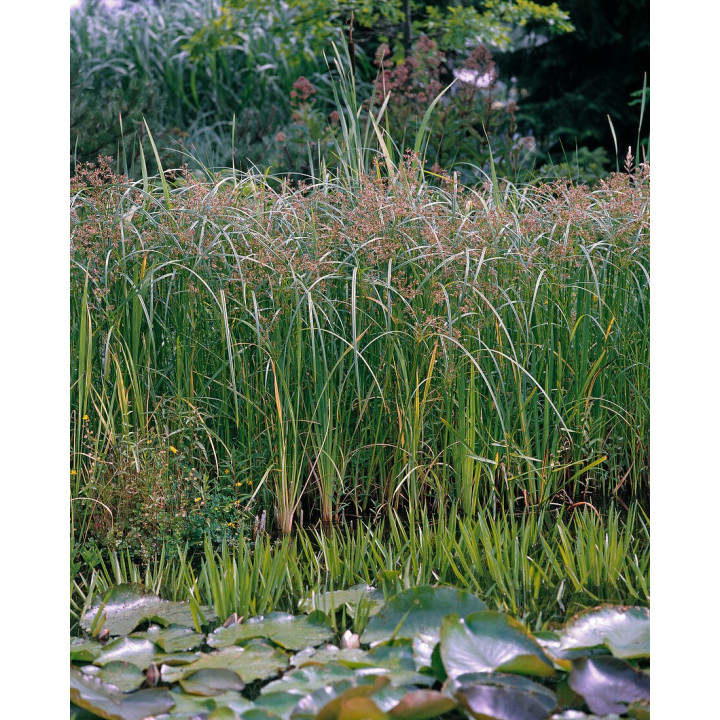 Cyperus longus