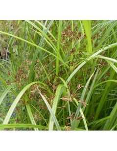 Cyperus longus