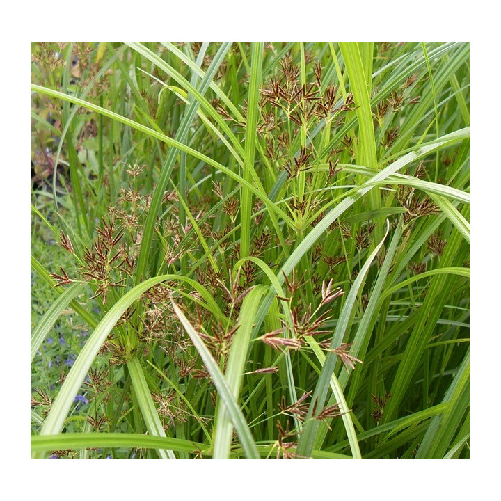 Cyperus longus