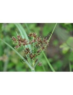 Cyperus longus