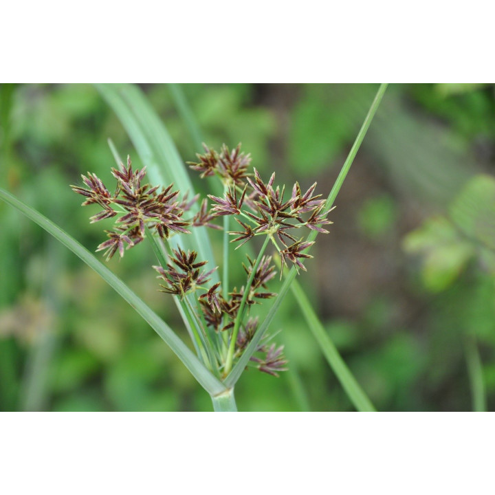 Cyperus longus