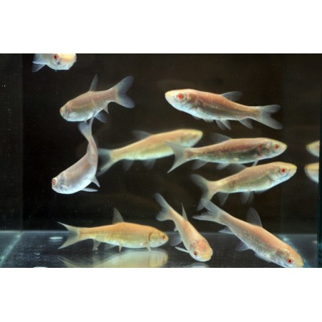 Amur aurii albino  9-12cm