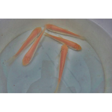 Amur aurii albino  9-12cm
