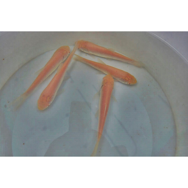 Amur aurii albino  9-12cm