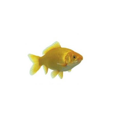 Carasi aurii galben (Yellowfish) 7-10 cm de vanzare pesti ieftine