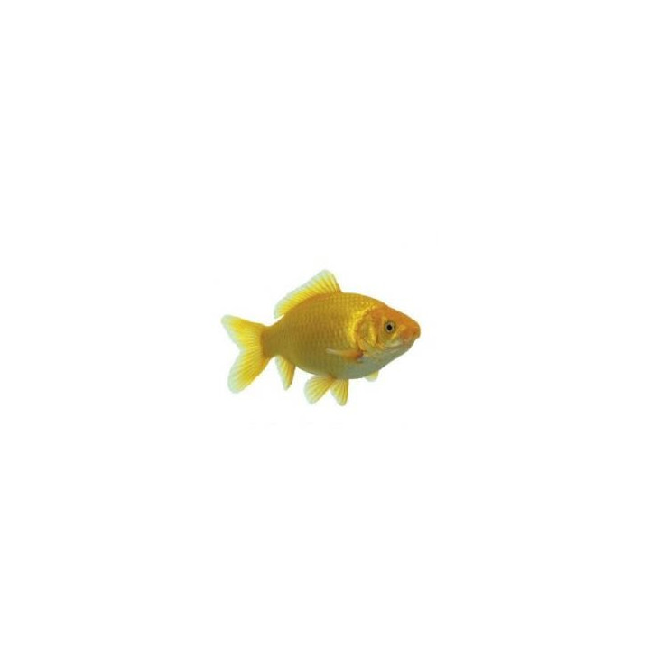 Carasi aurii galben (Yellowfish) 7-10 cm de vanzare pesti ieftine