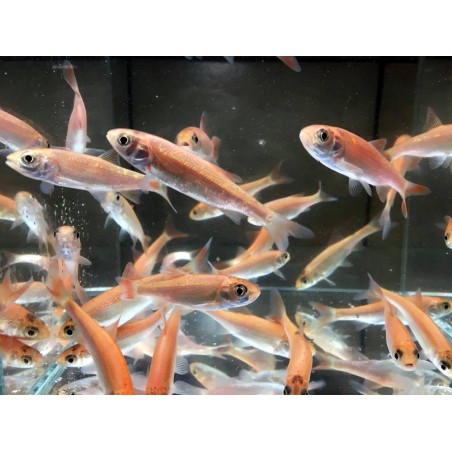 Leuciscus idus gold (Gold orfen) 15-18 cm | Sturion, cega acipenser baeri de iaz
