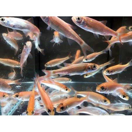 Leuciscus idus gold (Gold orfen) 15-18 cm | Sturion, cega acipenser baeri de iaz