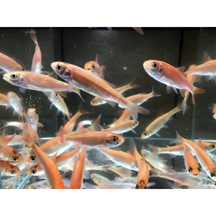 Leuciscus idus gold (Gold orfen) 10-12 cm