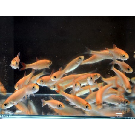 Leuciscus idus gold (Gold orfen) 10-12 cm