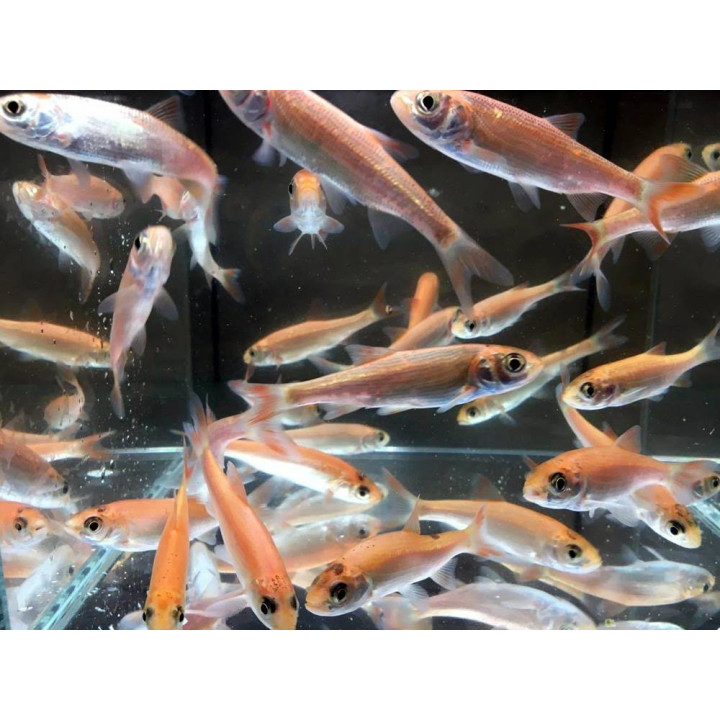 Leuciscus idus gold (Gold orfen) 10-12 cm