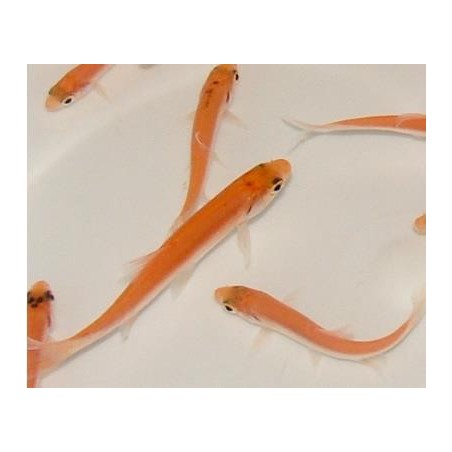 Leuciscus idus gold (Gold orfen) 10-12 cm