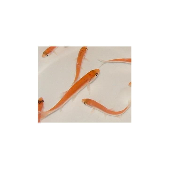 Leuciscus idus gold (Gold orfen) 10-12 cm