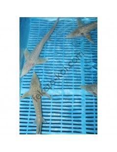 Cega albino (Acipenser Ruthenus) 21-25cm | Sturion, cega acipenser baeri de iaz