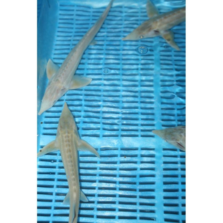 Cega albino (Acipenser Ruthenus) 21-25cm | Sturion, cega acipenser baeri de iaz