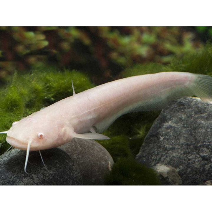 Somn albino 12-15cm de vanzare pesti ieftine